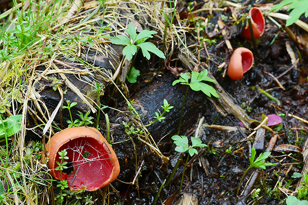 Scharlakansröd vårskål (även benämnd scharlakansvårskål) växer ofta utmed bäckar och uteslutande på död ved, oftast från lövträd.