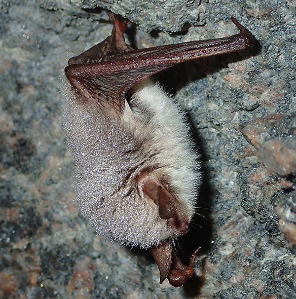 Här hänger den första fladdermusen. Vänster framben är vinklat åt sidan, det är från frambenen flyghuden är spänd ner till bakbenen men den går även runt kroppen via svansen.