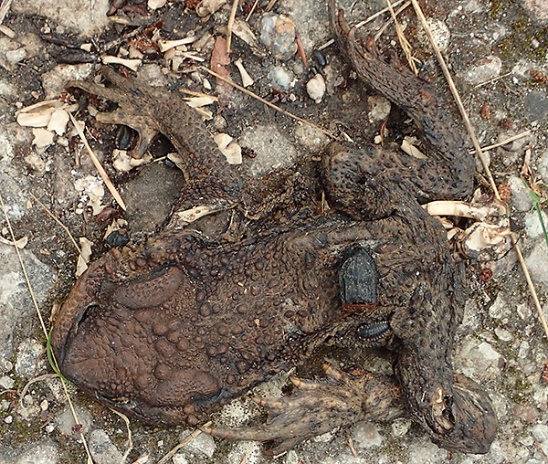När vi var ute och gick på en grusväg i ett gotländskt naturreservat så hittade jag den här döda paddan på vägen.