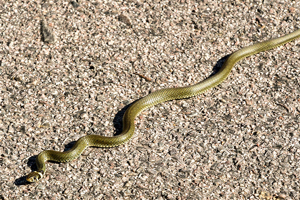Grön orm